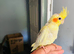 Tame baby cockatiel parrot