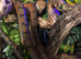 Amazon tree boa