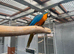 Selling baby handreared blue and gold macaw
