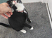 Female black and white cat