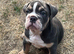 Female English bulldog