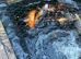 lots of gorgeous koi for sale