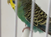 Yellow face Green hen ring number 18 Blue ring 2023 Bred