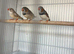 Zebra finch for sale
