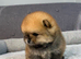 Xs sized teddy bear type