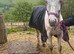 Appaloosa x Knabstrupper Colt