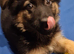 Pedigree German Shepherd puppies ready now