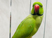 Male Ringneck talking parrot