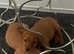Cocker spaniel puppys