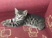 Tabby