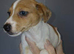 Jack Russell puppy&rsquo;s