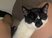 2 Male kittens for sale