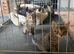 Last Adorable Boy Kitten Left, Ready 11th July