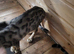 Pure Bengal female