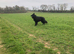 GermanShepherd Stud