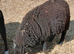Coloured ryeland x lambs