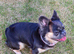 Fully French bulldog for sale