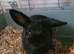 BLACK bunny needing a home