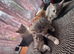 Half Persian 7 Kitten Mixed Littter (Offers Accepted)