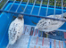 Coturnix quail breeding pair