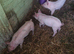 3 piglets for new homes