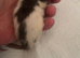 6-7 weeks old female rats
