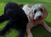 Cavapoo x cockapoo 7 gorgeous pups looking for forever home