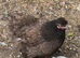 Polish bantam chickens