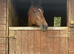 16 hh 8 year old thoroughbred mare