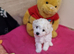 Champion Bloodline Ready 10th June Bichon Frise