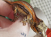 Stunning Bacon Super Stripe Gargoyle Gecko