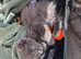 Ragdoll X British short hair kittens available ready now