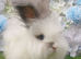 3 Angora Boys Ready Now