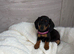 Miniature dachshund