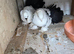 Lovely breeding pair of Fantails