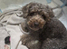 Stunning F2 Cockapoo Puppies - Ready 7th July (Both Parents on View)