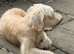 GOLDENDOODLE F1 BEAUTIFUL AND LOVING AVA