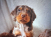 Cocker spaniel puppies