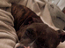 Male dog