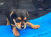 Jack Russell x chihuahua puppies