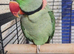 AMAZONS/PARROTS/PARAKEETS AVAILABLE