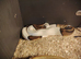 Pie bull pithon and full set up