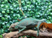 Nosy Mitsio Panther Chameleons at Birmingham Reptiles