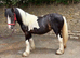Traditional piebald cob filly 14 months old