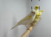 Canaries