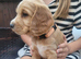 Gorgeous litter of golden cocker spaniel puppies
