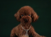 Asian poodle, red , 1.2 kg !
