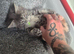 Handsome Maine coon Kitten for sale
