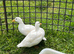 6 week old pair ( drake & duck ) of white call ducks