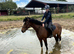 Brynn &ndash; 16hh Irish Draught x Sports Horse Gelding &ndash; 8 Years Old